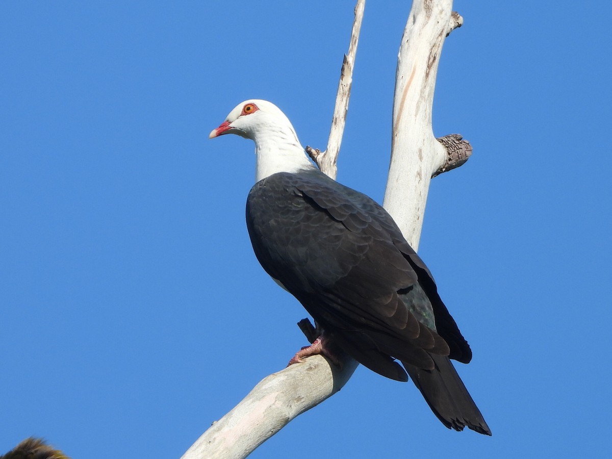 holub běloprsý - ML644402778