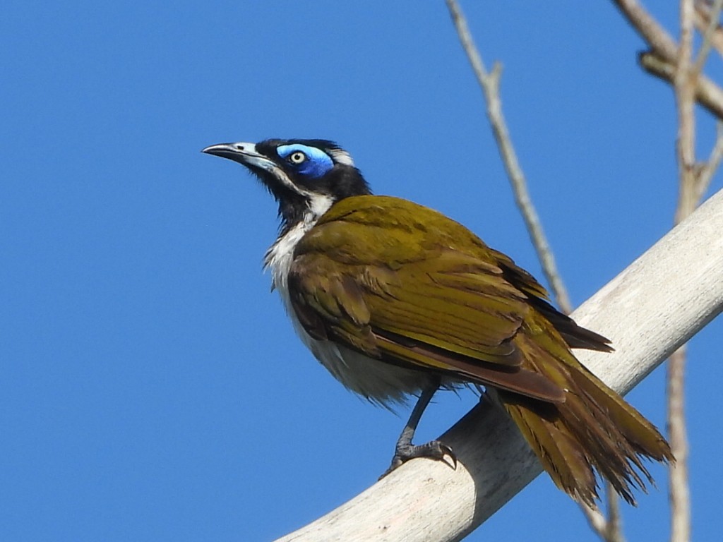 Blue-faced Honeyeater - Scott Fox