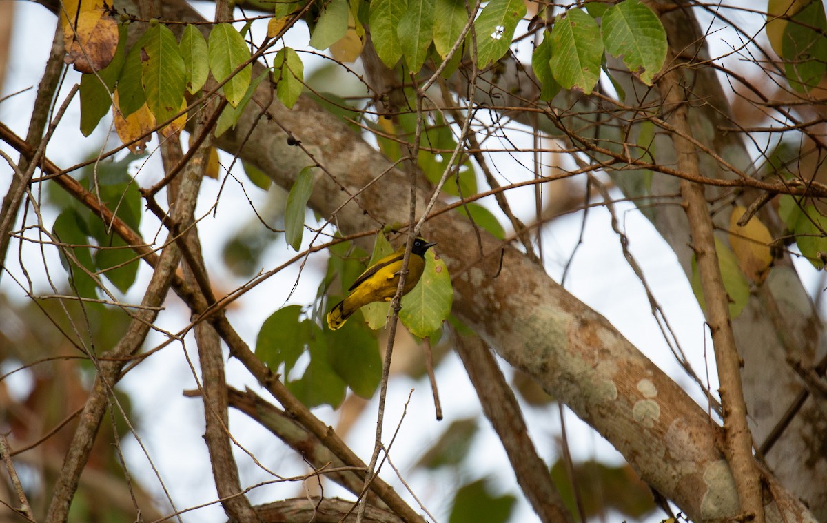 Black-headed Bulbul - ML644402785