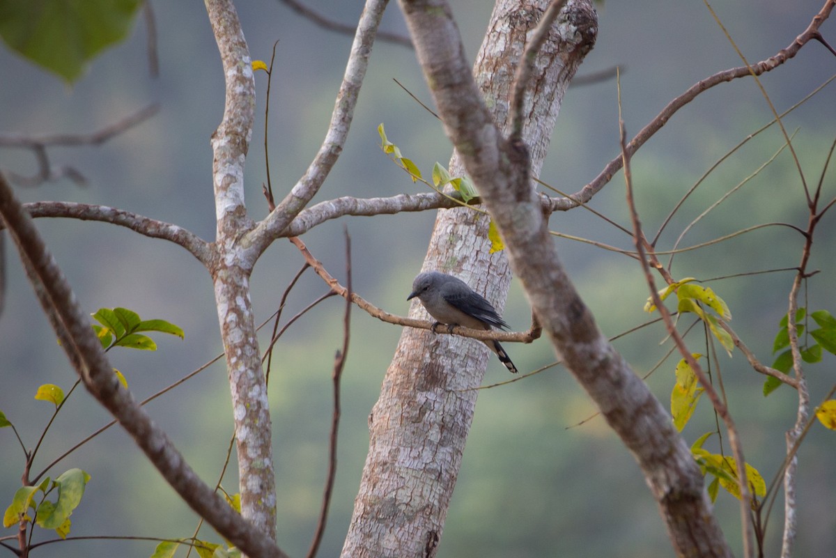 Kara Kanatlı Tırtılyiyen - ML644402790