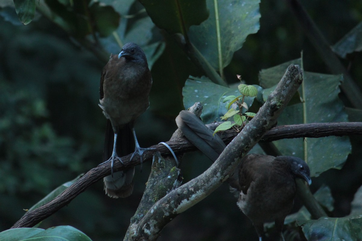 gråhodehokko - ML644402801