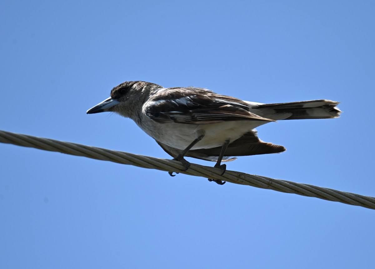 Pied Butcherbird - ML644402803