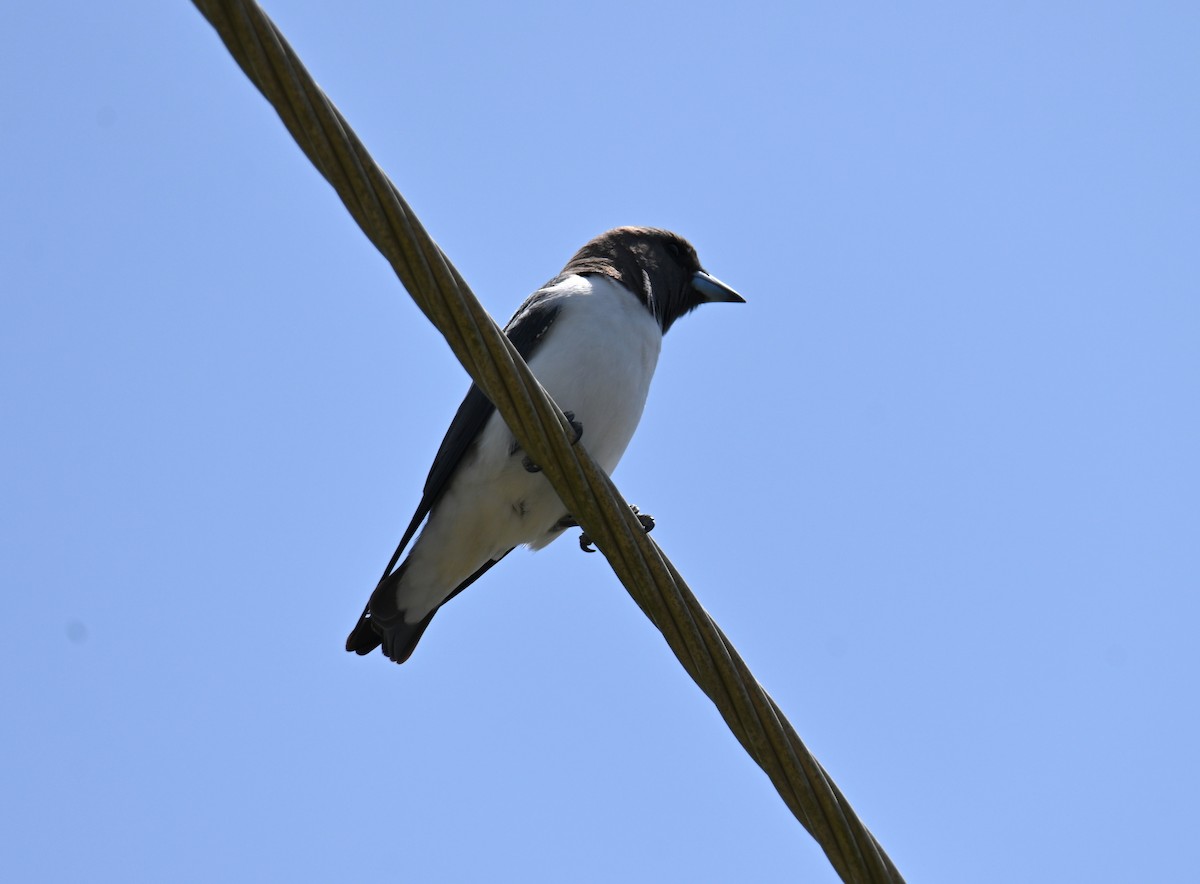 White-breasted Woodswallow - ML644402806