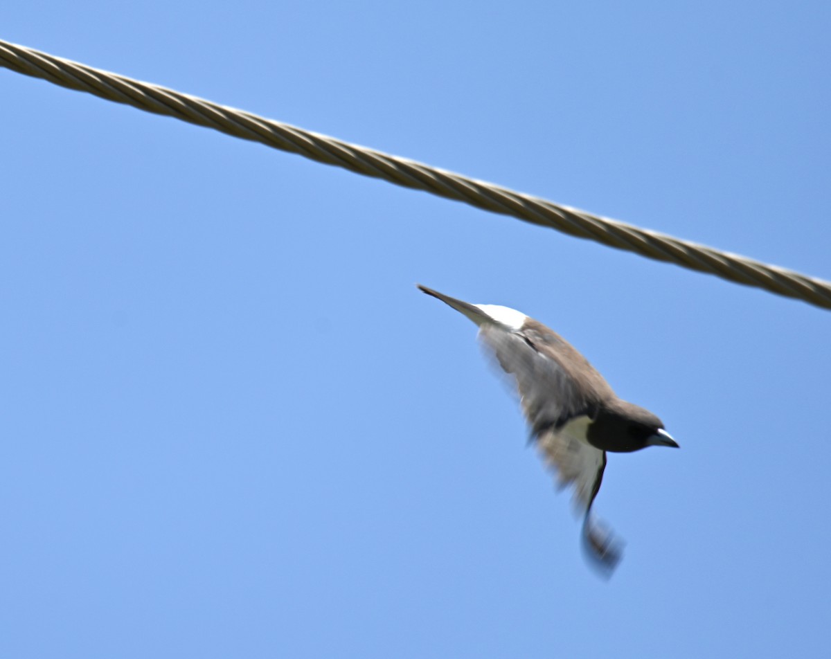 White-breasted Woodswallow - ML644402807