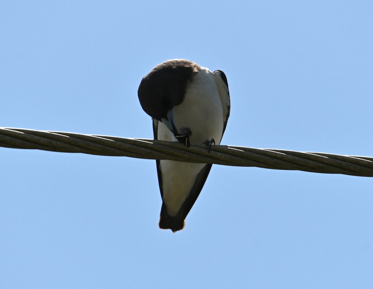 White-breasted Woodswallow - ML644402808