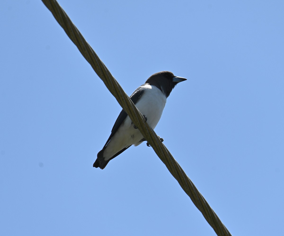 White-breasted Woodswallow - ML644402809