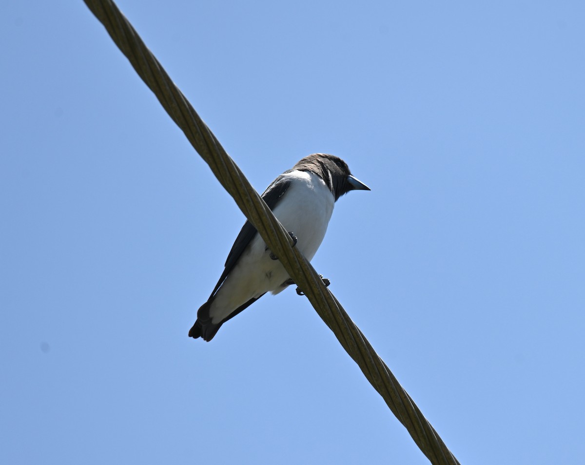 White-breasted Woodswallow - ML644402810