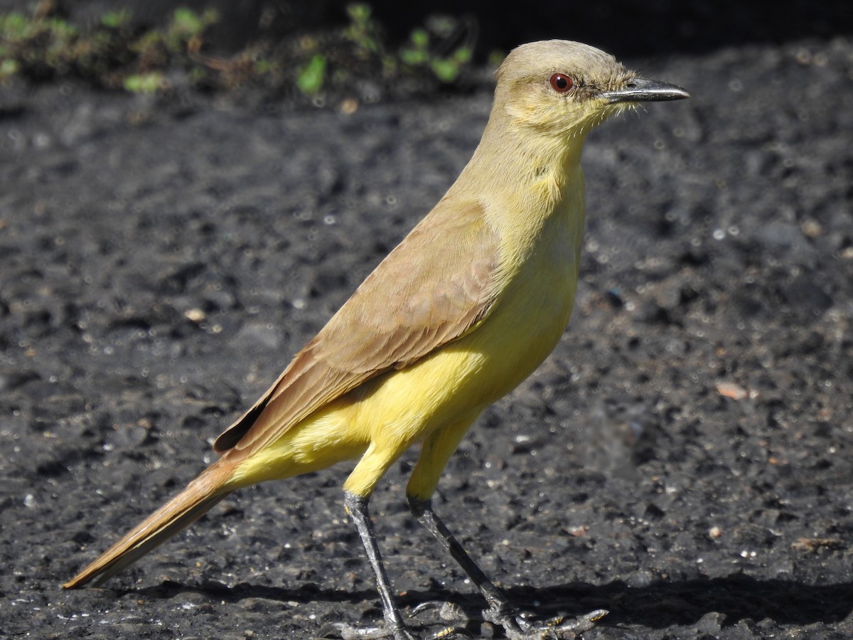 Tyran querelleur - ML644402816