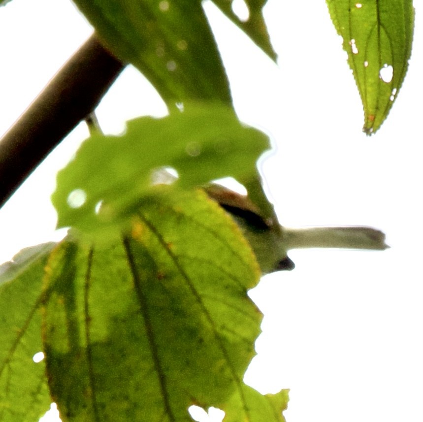 Тиранчик-довгохвіст рудокрилий - ML644402817