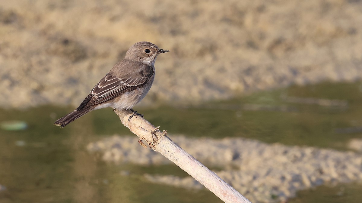 Grauschnäpper - ML644402818