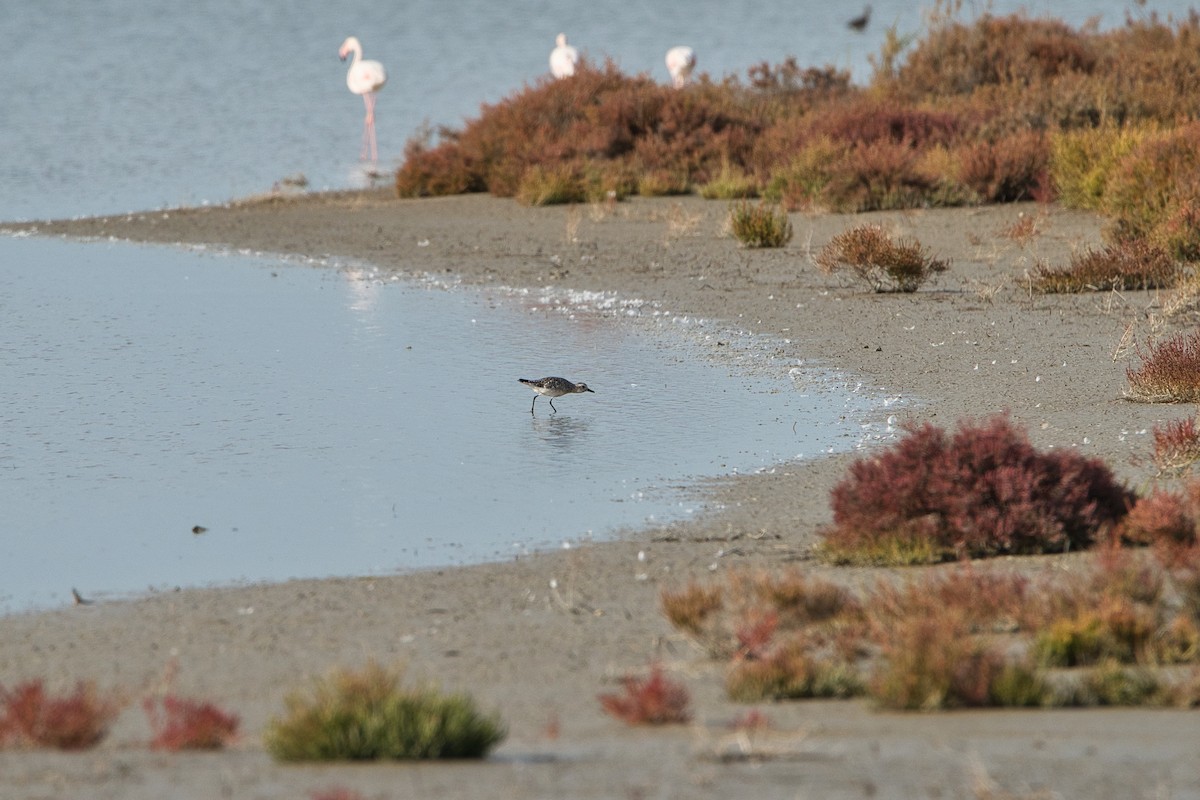 Pivieressa - ML644402819