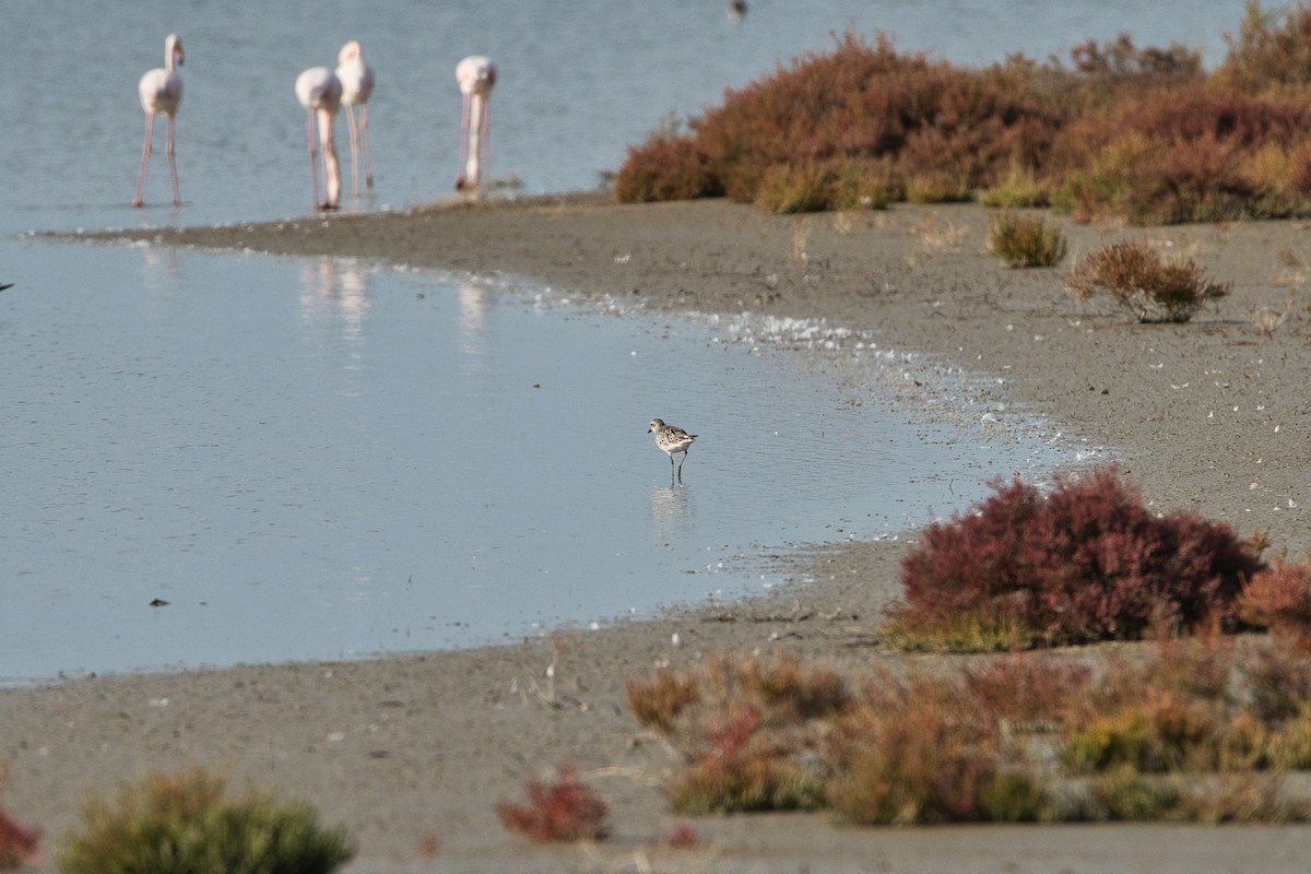 Pivieressa - ML644402821