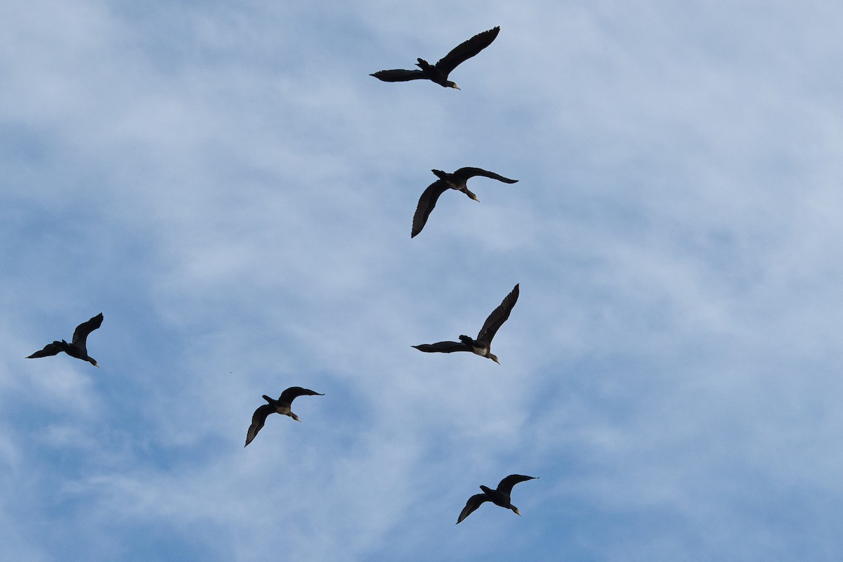 storskarv - ML644402825