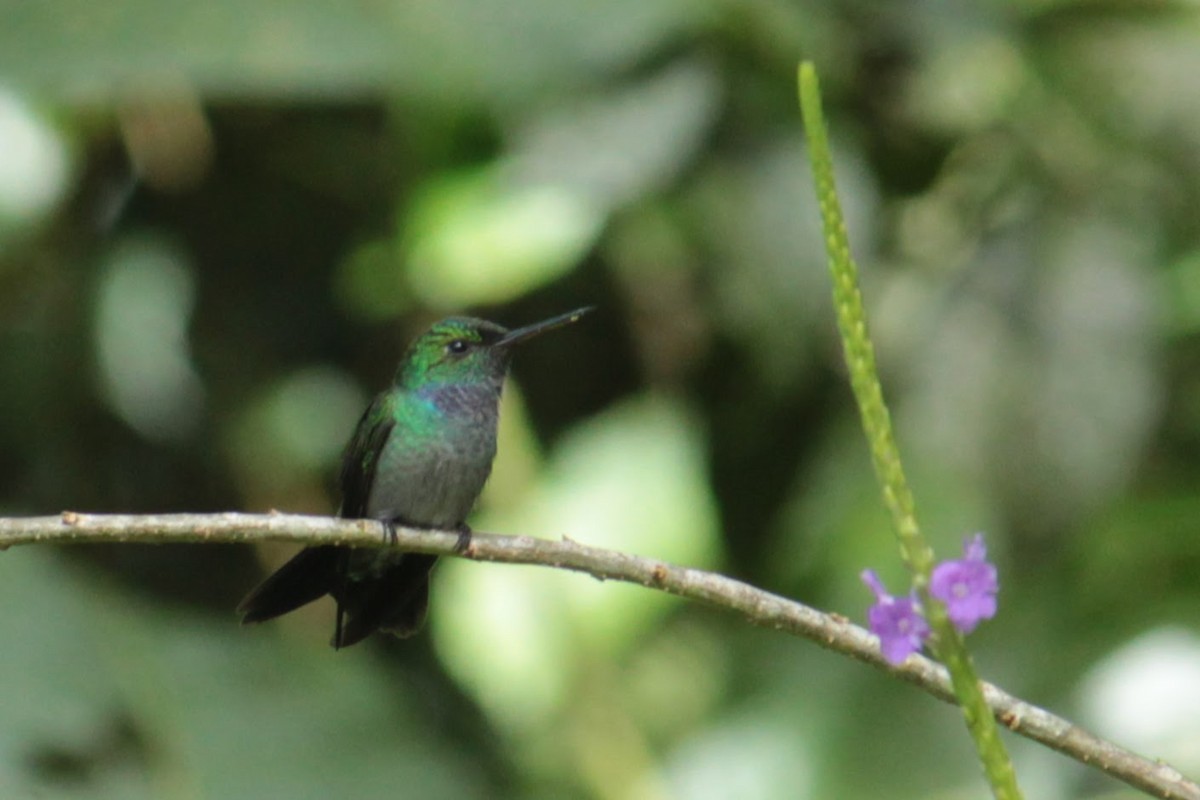 エメラルドハチドリ - ML644402849