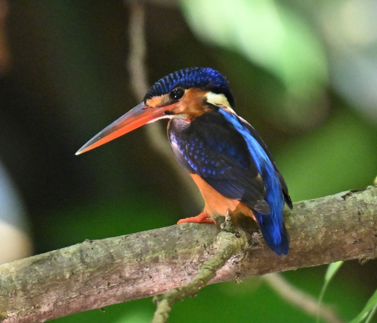 Рибалочка темно-синій - ML644402856