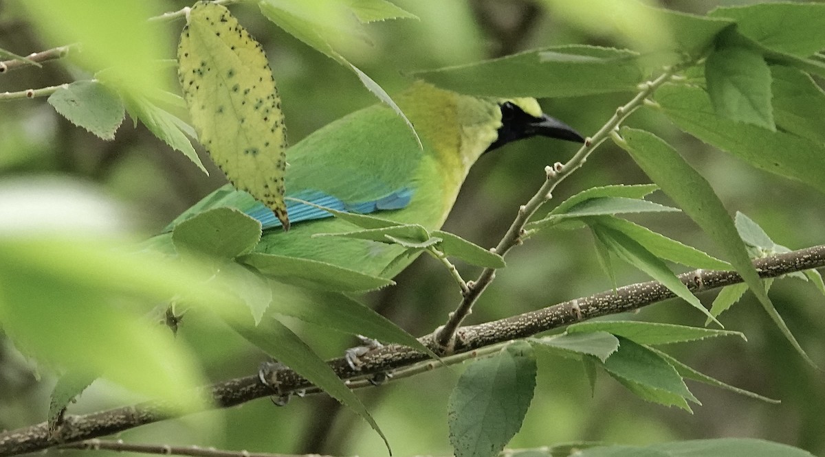 Blue-winged Leafbird - ML644402858