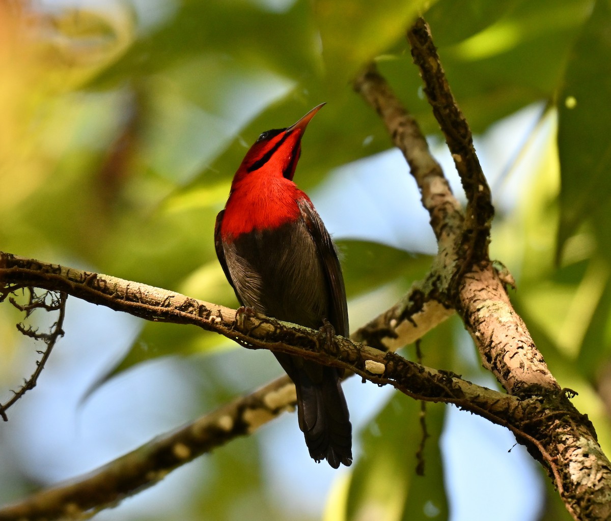 Karmesinnektarvogel - ML644402862