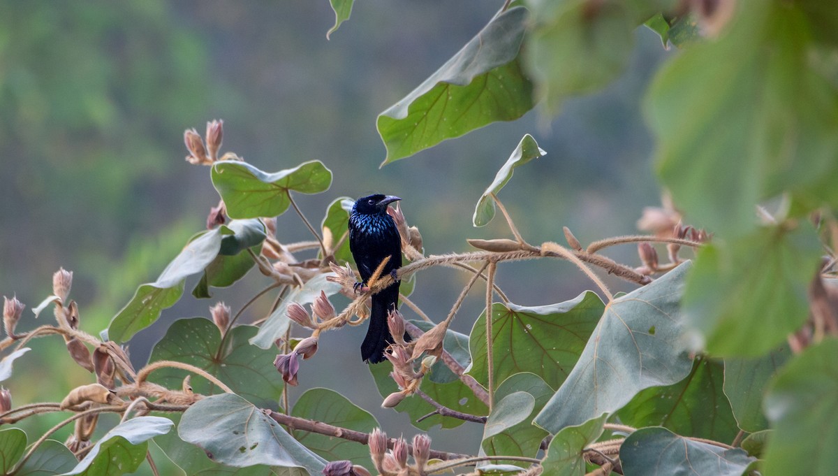 Hair-crested Drongo (Hair-crested) - ML644402871