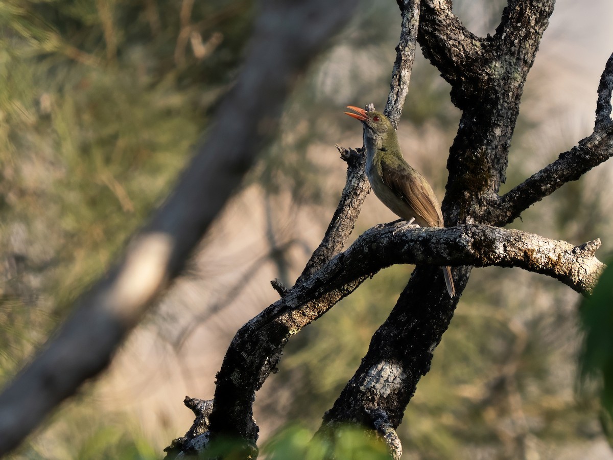 Timor Oriole - ML644402874