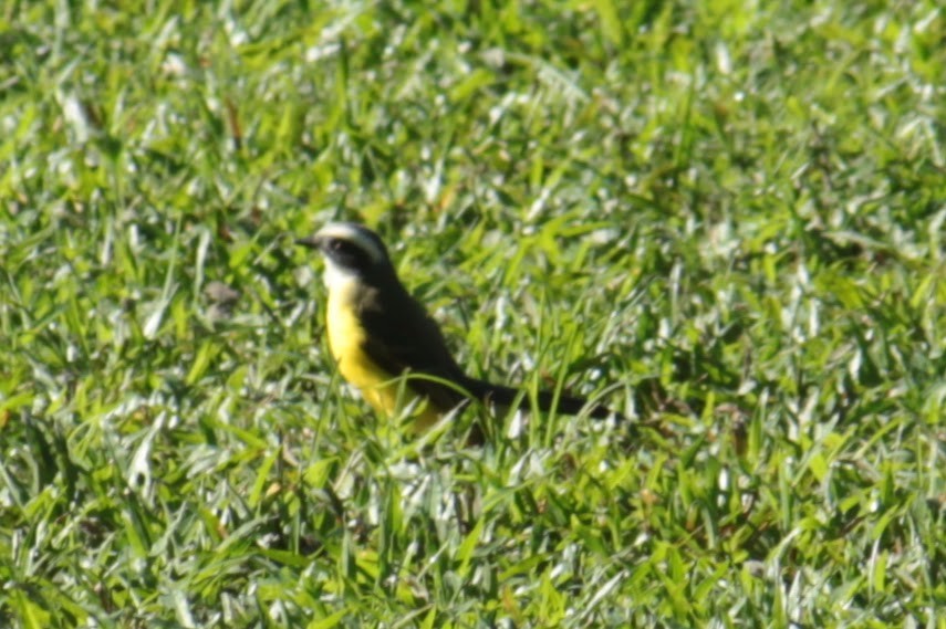 アカボウシヒタキモドキ - ML644402875