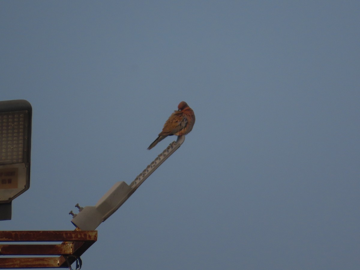 Малая горлица - ML644402877