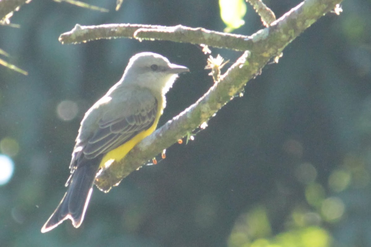 tropekongetyrann - ML644402879