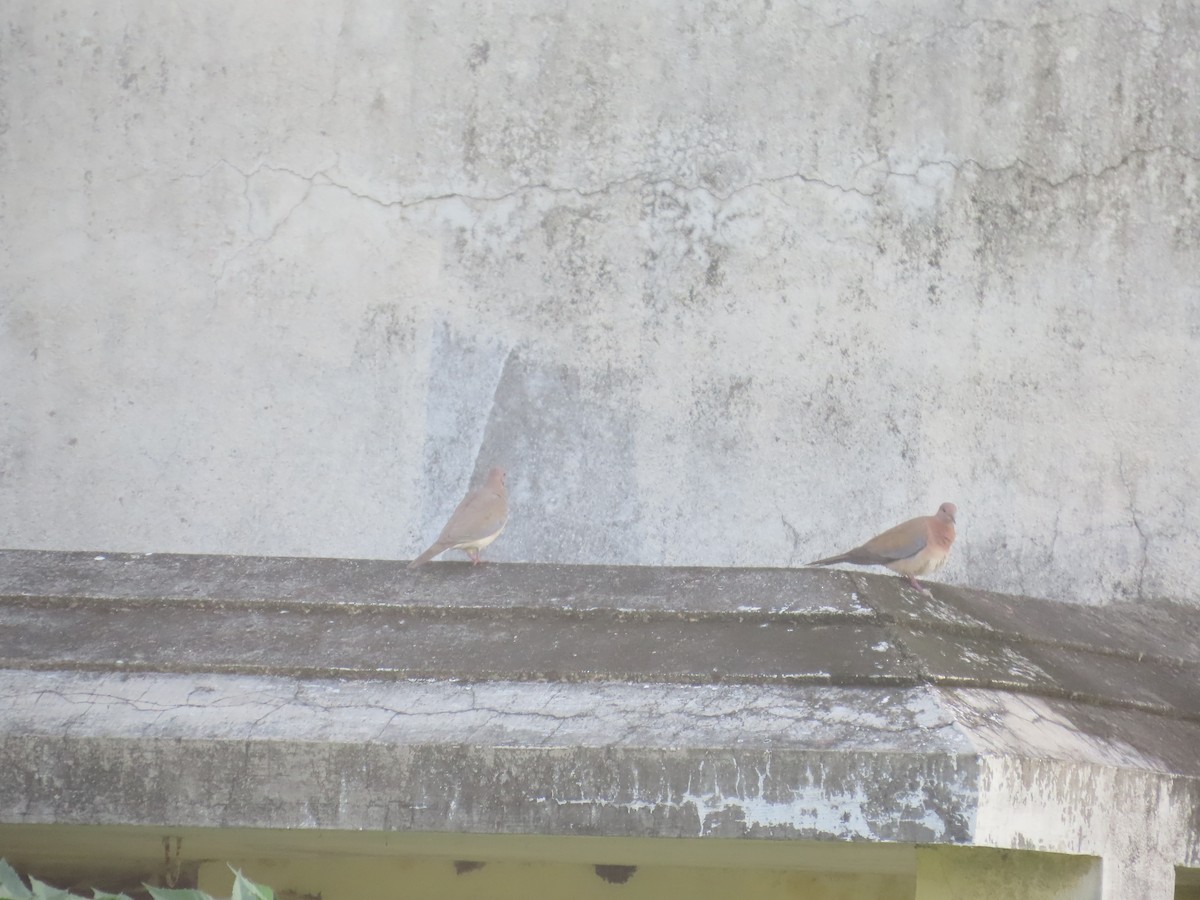 Малая горлица - ML644402881