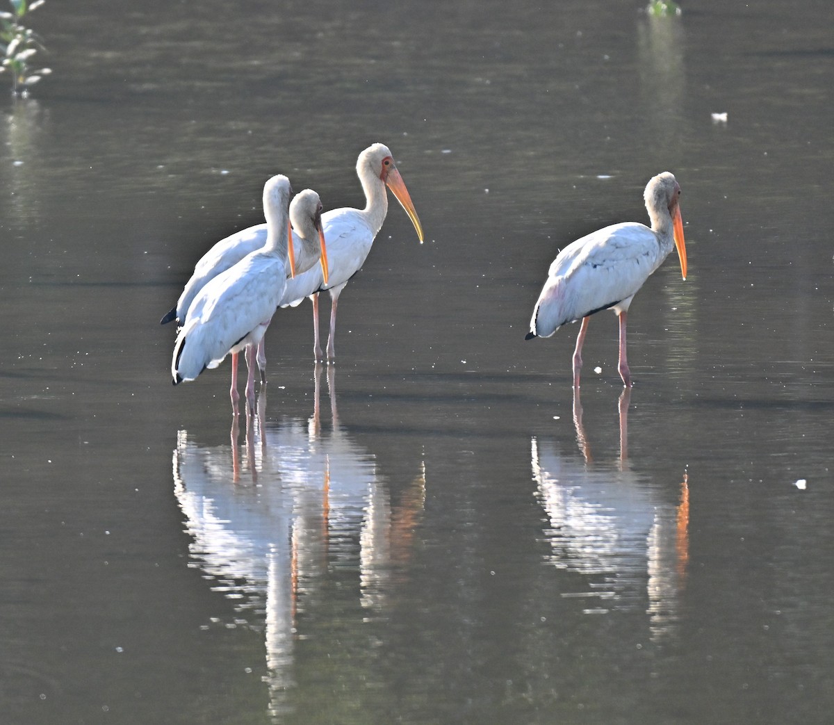 Milky Stork - ML644402886