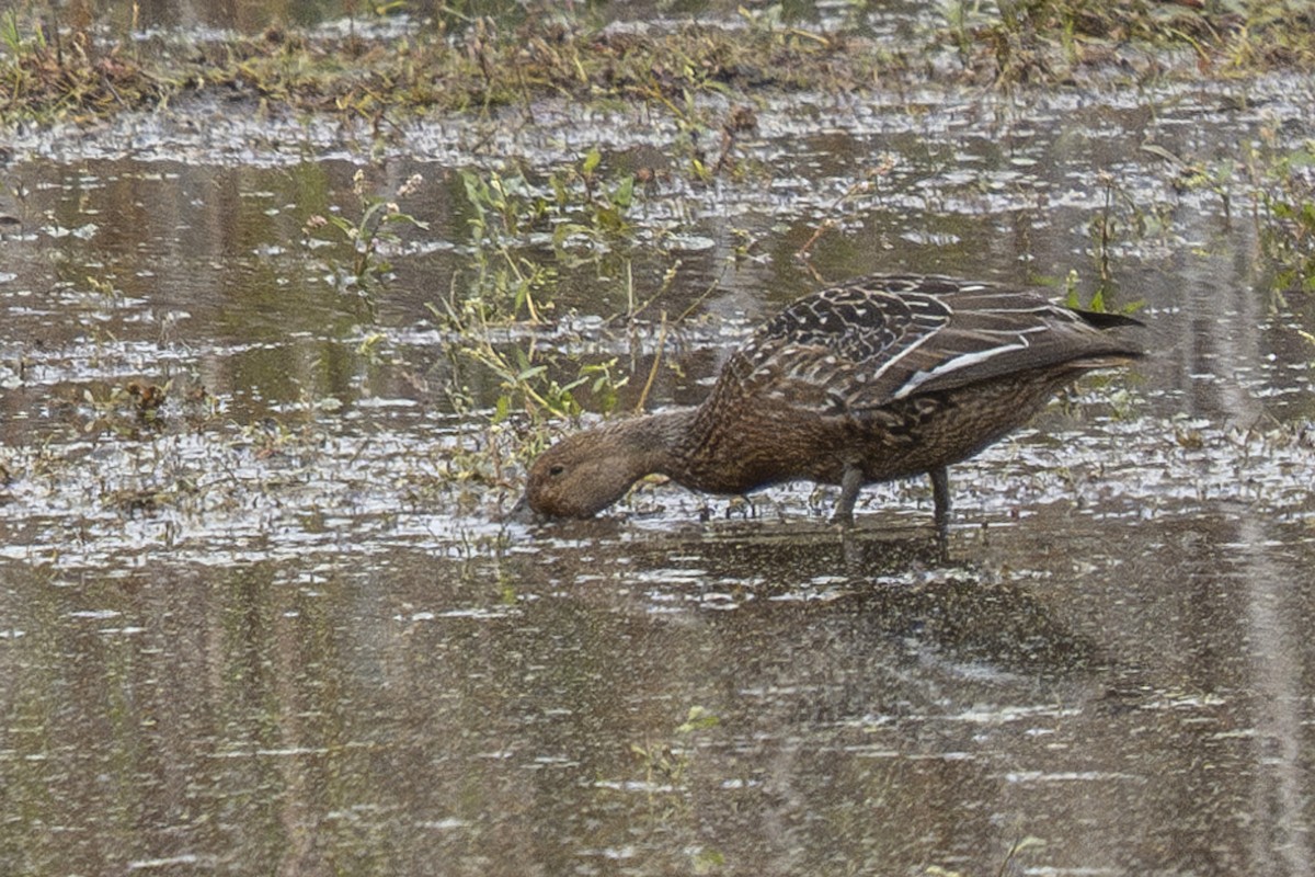 stjertand - ML644402891