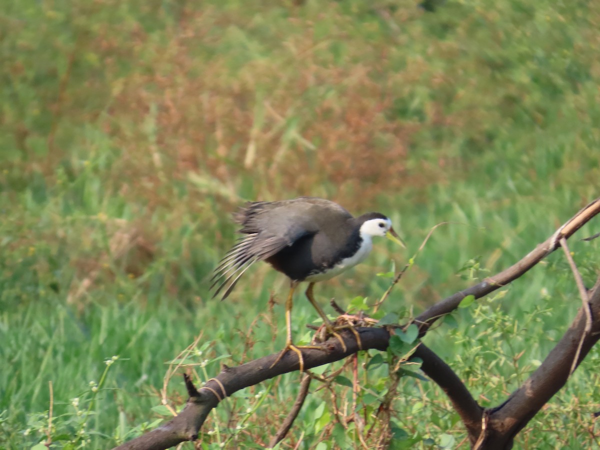 White-breasted Waterhen - ML644402892