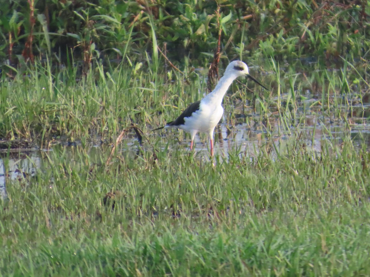 Black-winged Stilt - Shilpa Gadgil
