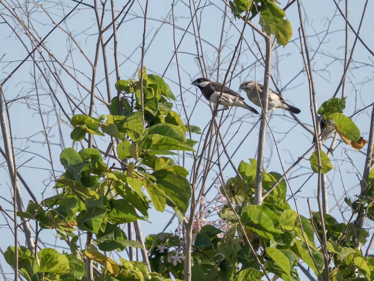 Padda de Timor - ML644402915