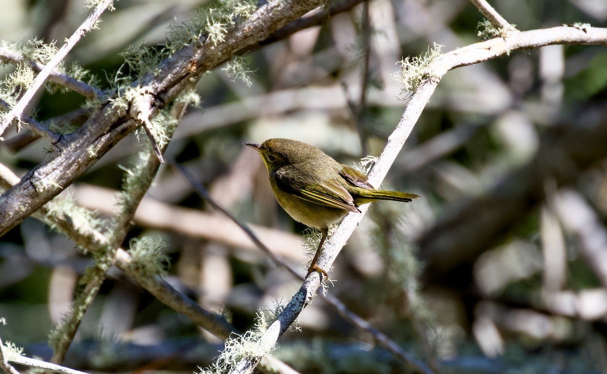 nordgulstrupe - ML644402937