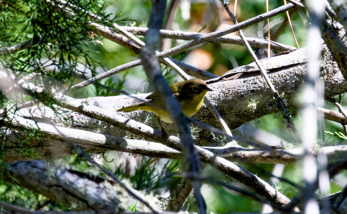 nordgulstrupe - ML644402938