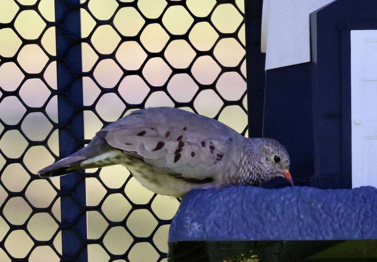 Common Ground Dove - ML644402947