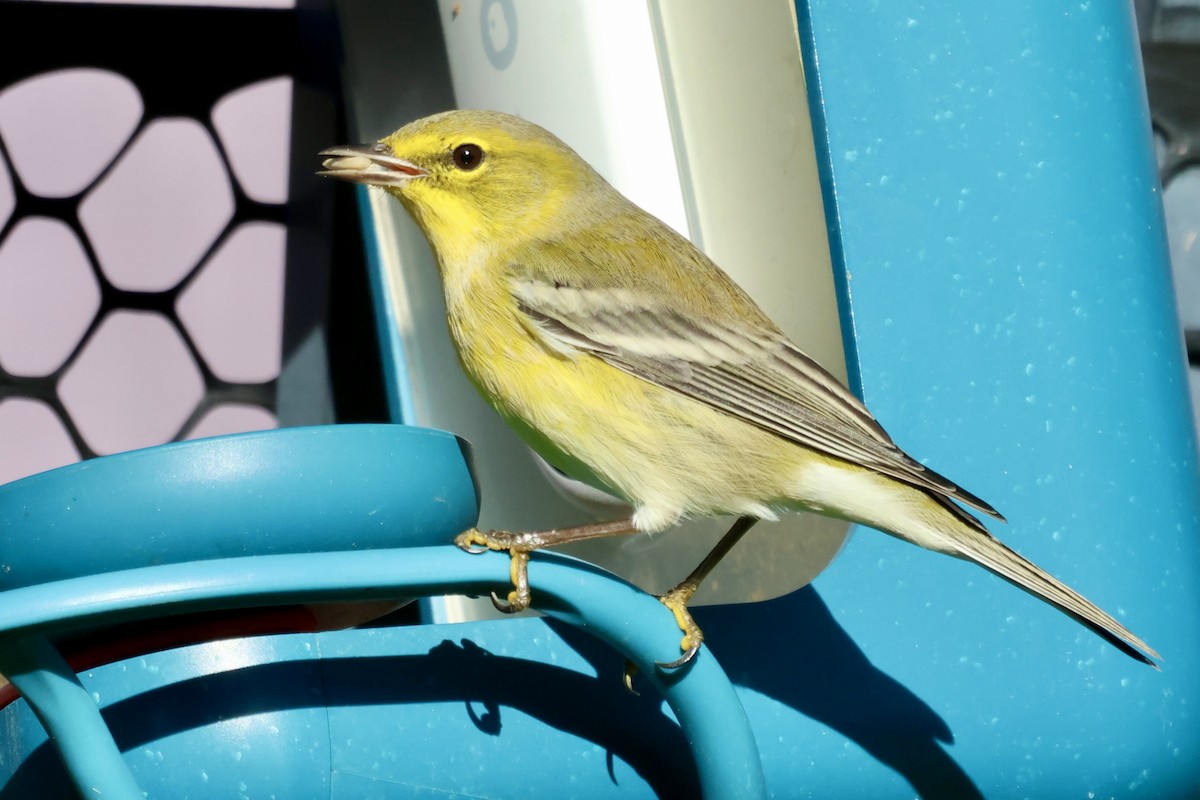 סבכון אורנים - ML644402972