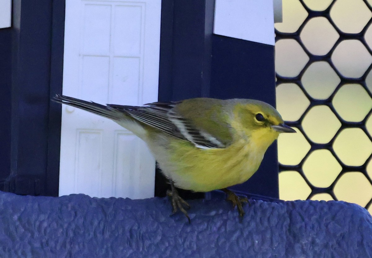 סבכון אורנים - ML644402973