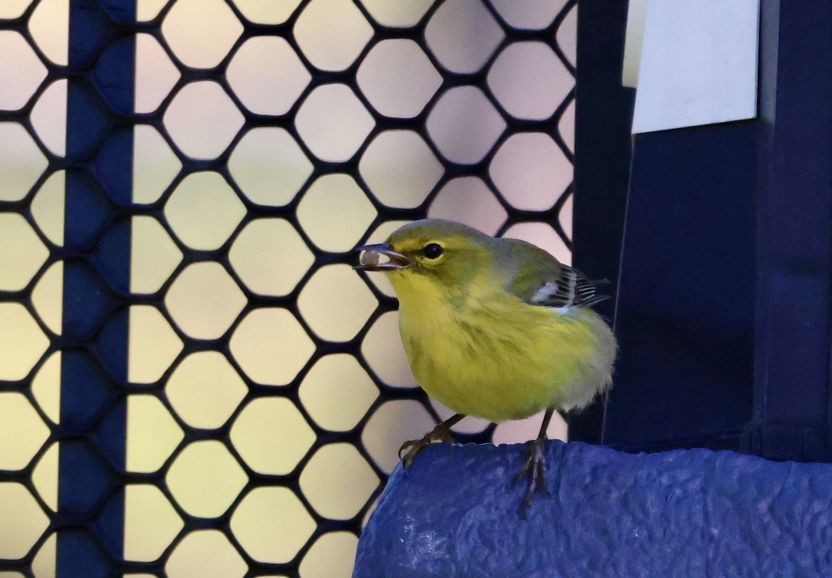 סבכון אורנים - ML644402974