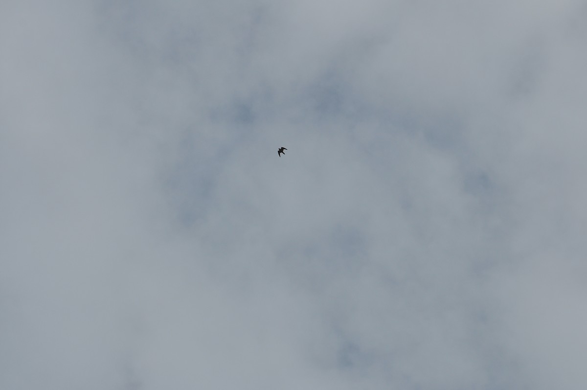 遊隼 - ML644402983