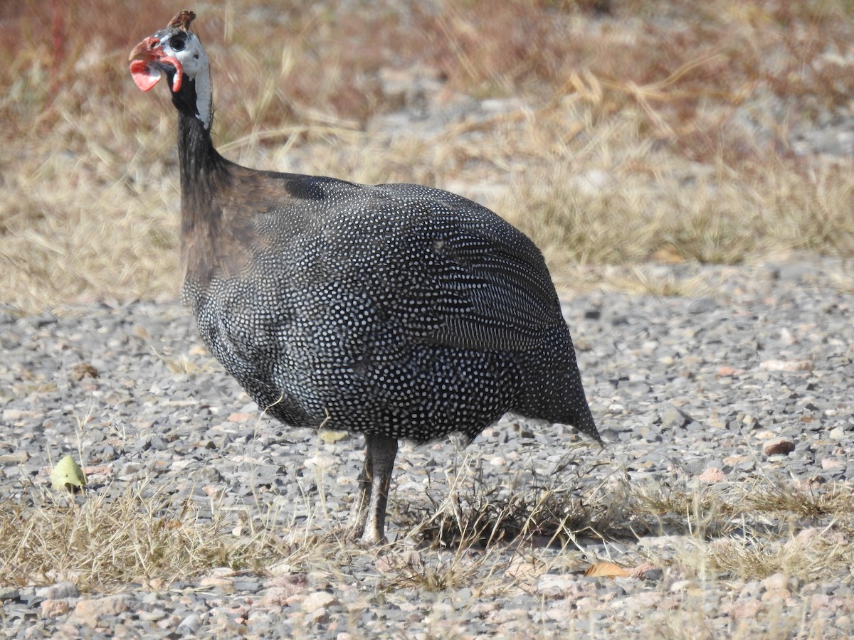 Helmperlhuhn - ML644402989