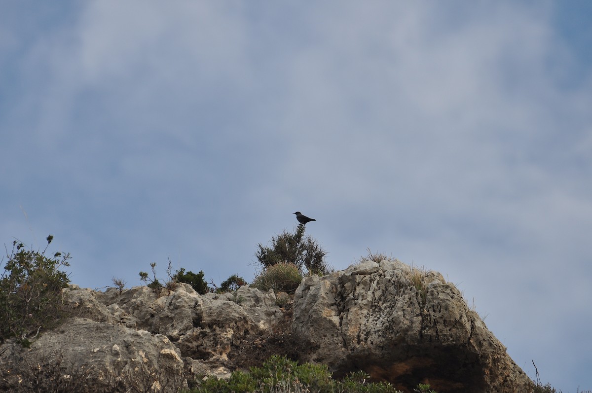 藍磯鶇 - ML644402996