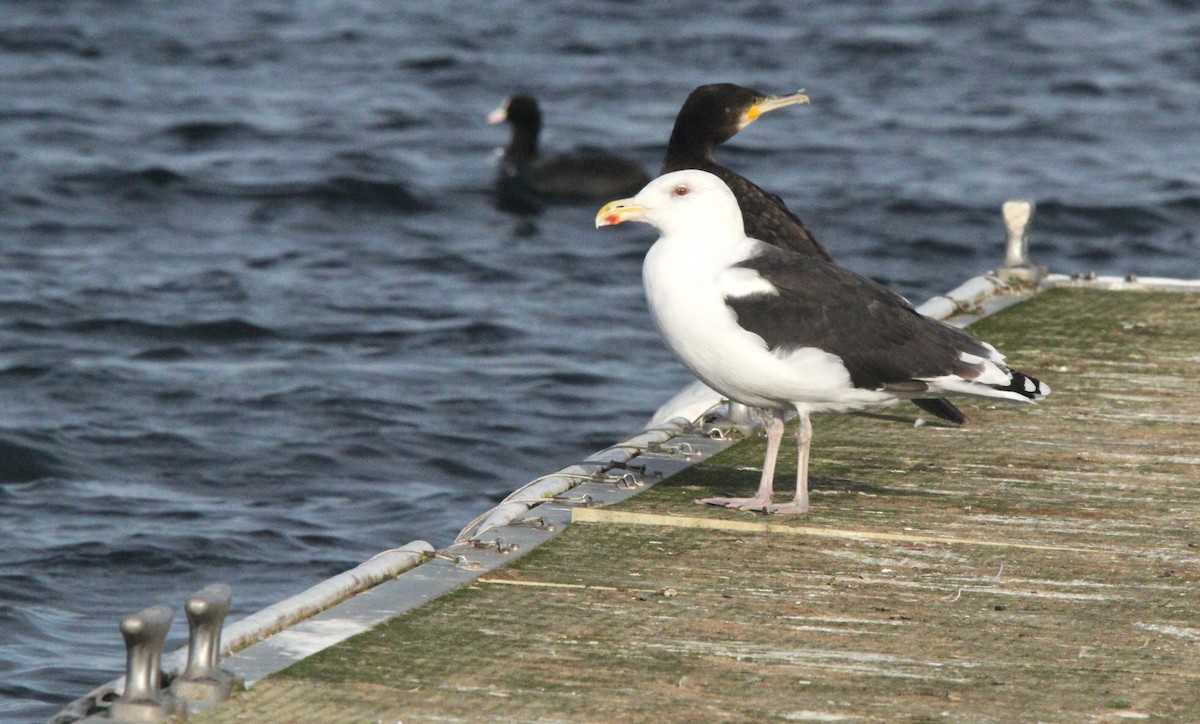 Морская чайка - ML644403012