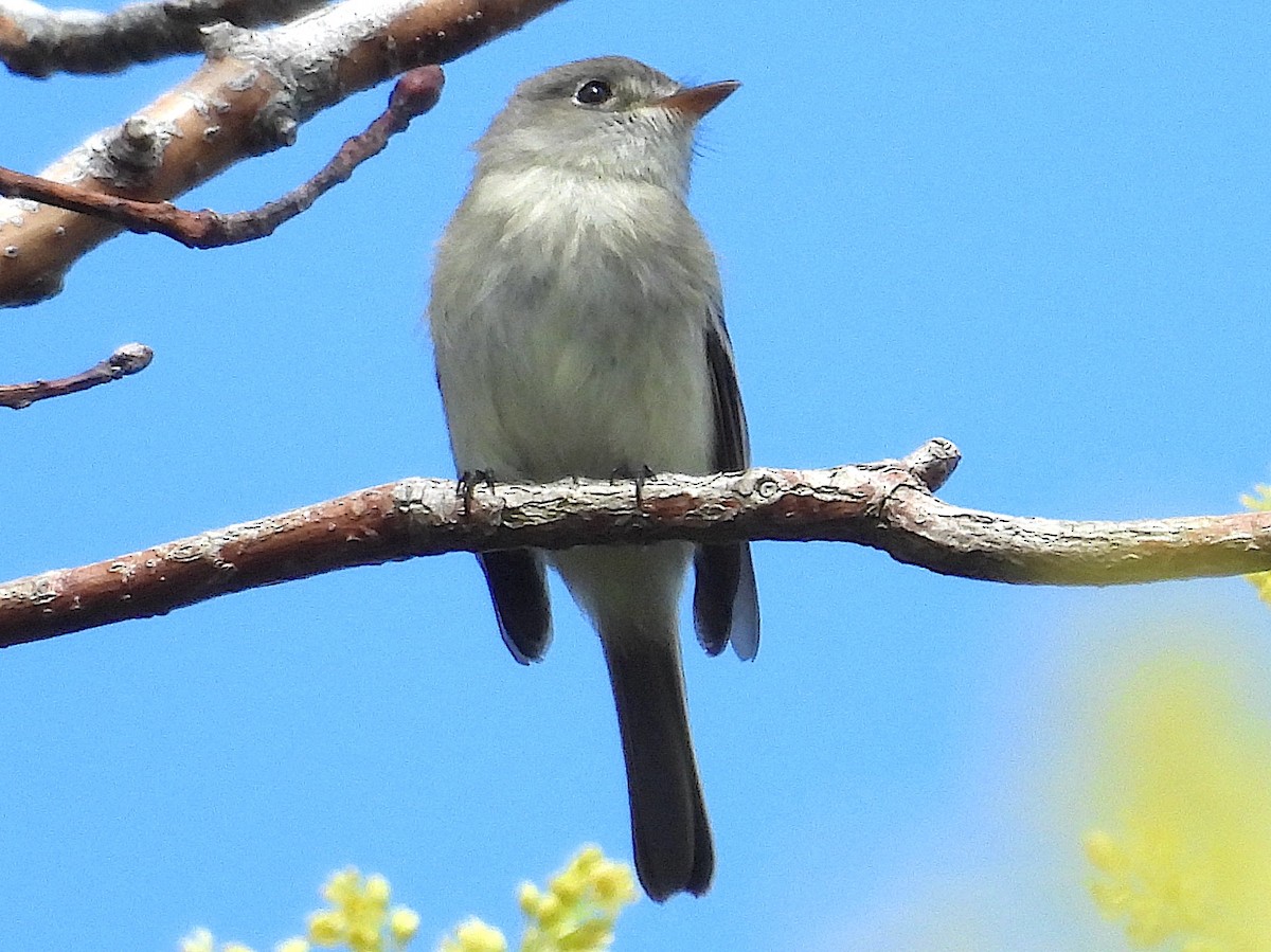 Least Flycatcher - ML644403022