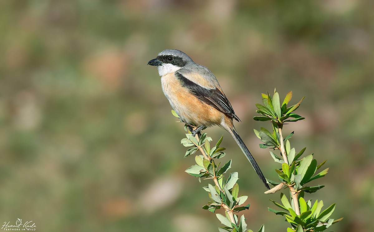 Long-tailed Shrike - ML644403026