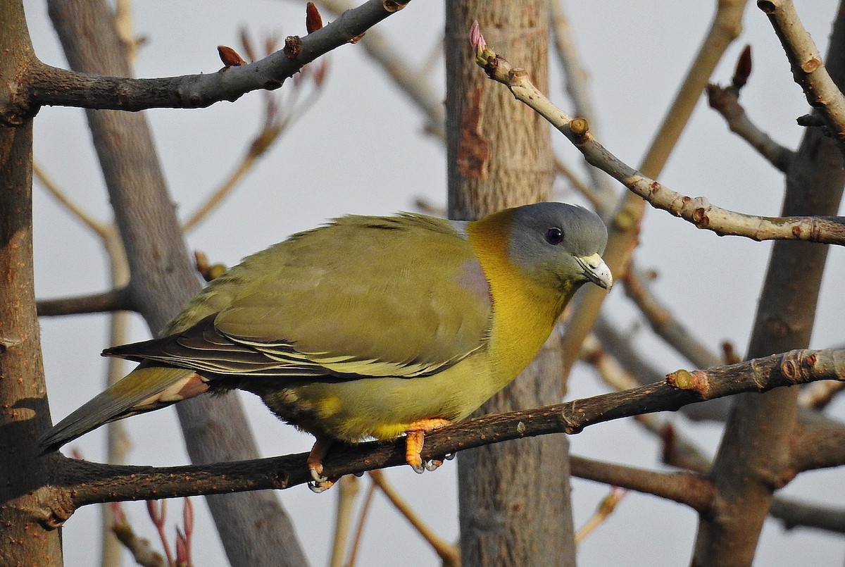 Yellow-footed Green-Pigeon - ML644403032