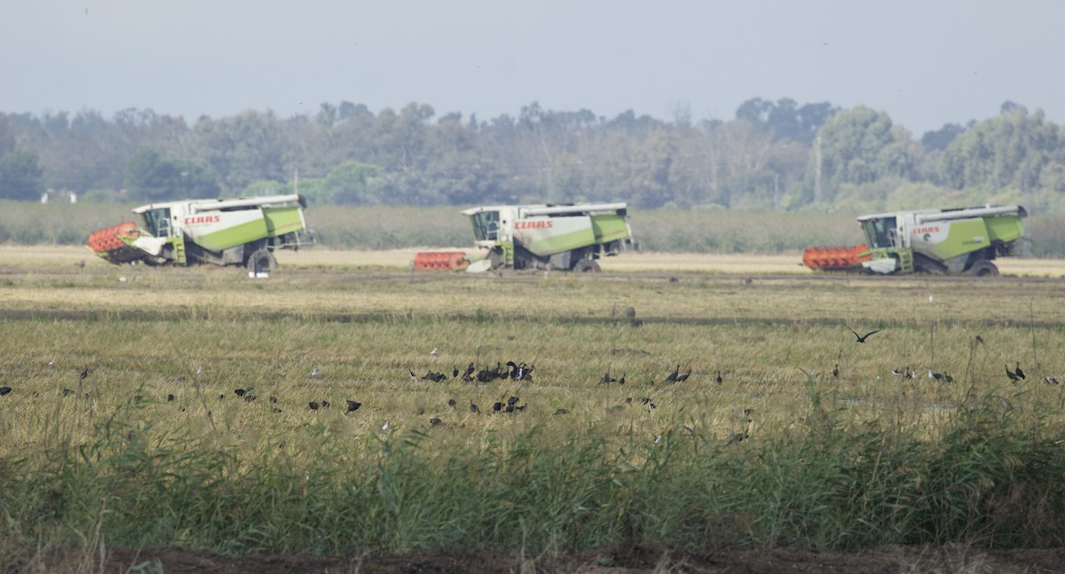 Black Stork - ML644403040