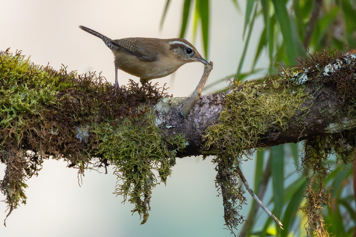 Mountain Wren - ML644403044