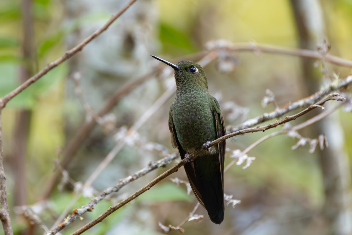 Calzadito Verdoso Sureño - ML644403048