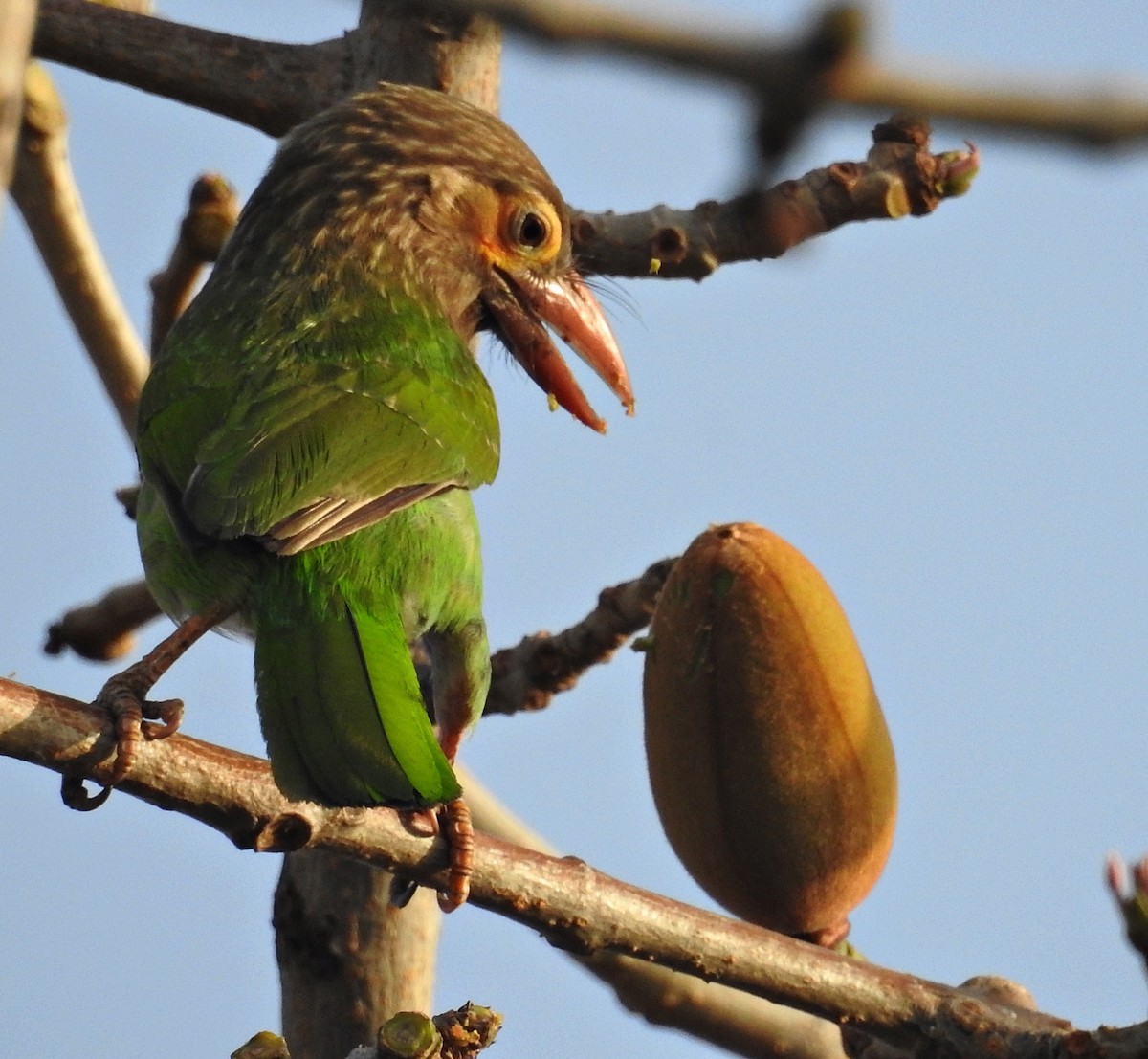 Brown-headed Barbet - ML644403054