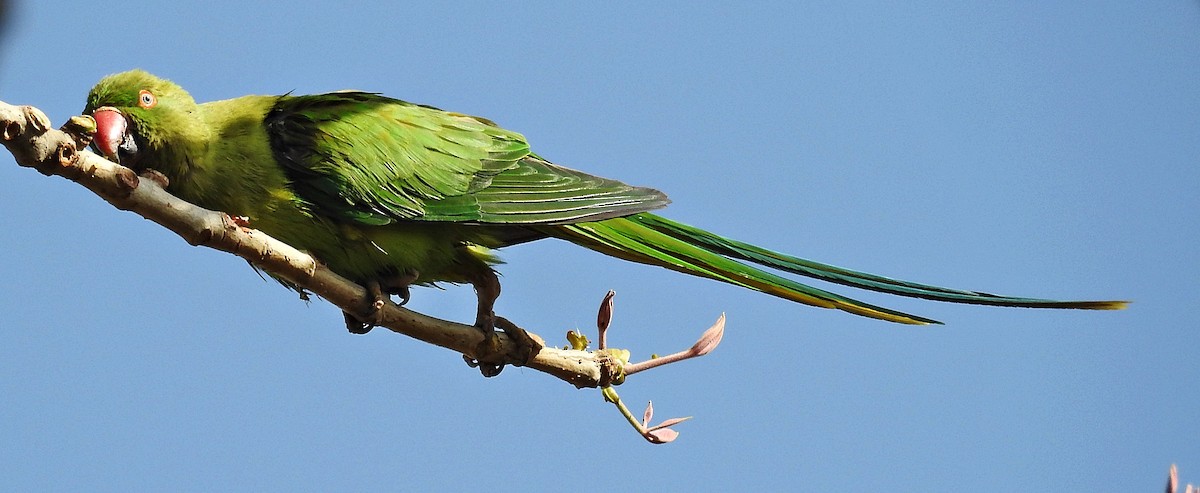 Rose-ringed Parakeet - ML644403056